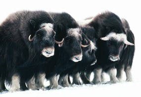 Muskoxen huddle together in the cold and snow