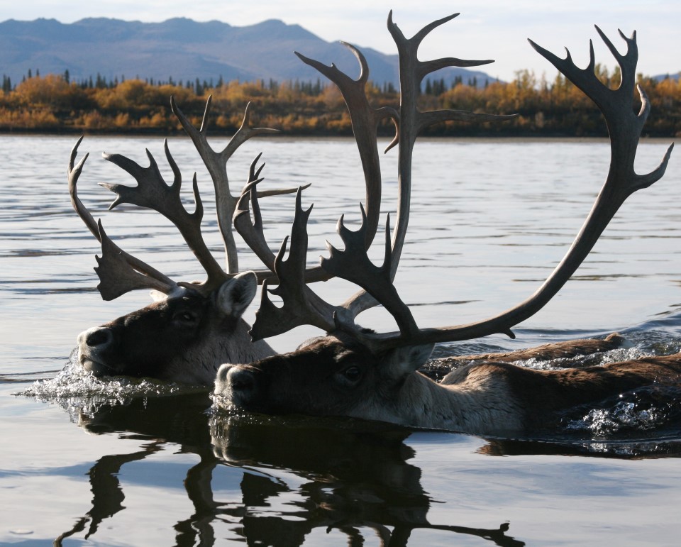 Caribou bulls swimming across a river