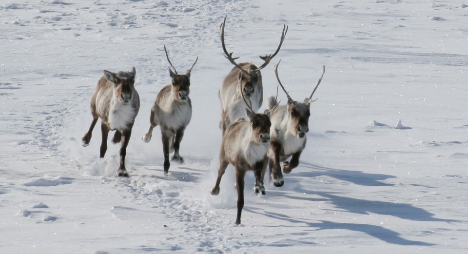 Caribou running on snow in winter