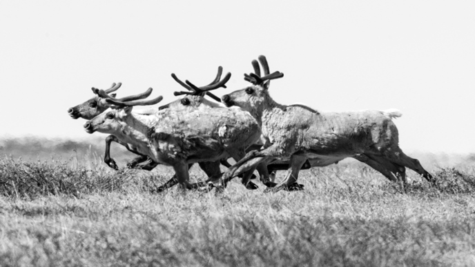 Black and white photo of a small group of caribou running across the tundra