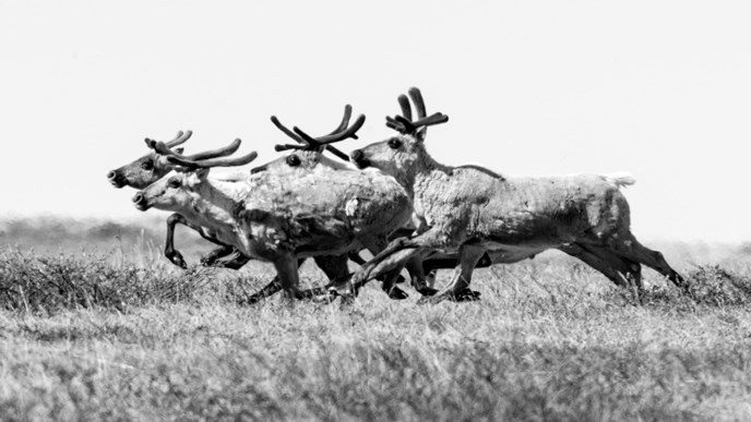 Black and white photo of a small group of caribou running across the tundra