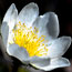 Wildflowers found in Gates of the Arctic Slide Show