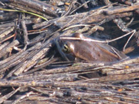 Frogs in Trouble