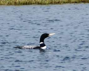 Yellow-billed loon