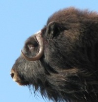Muskox