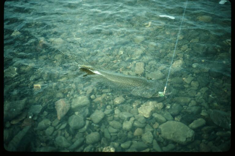 Fishing Gates Of The Arctic National Park & Preserve (U.S. National