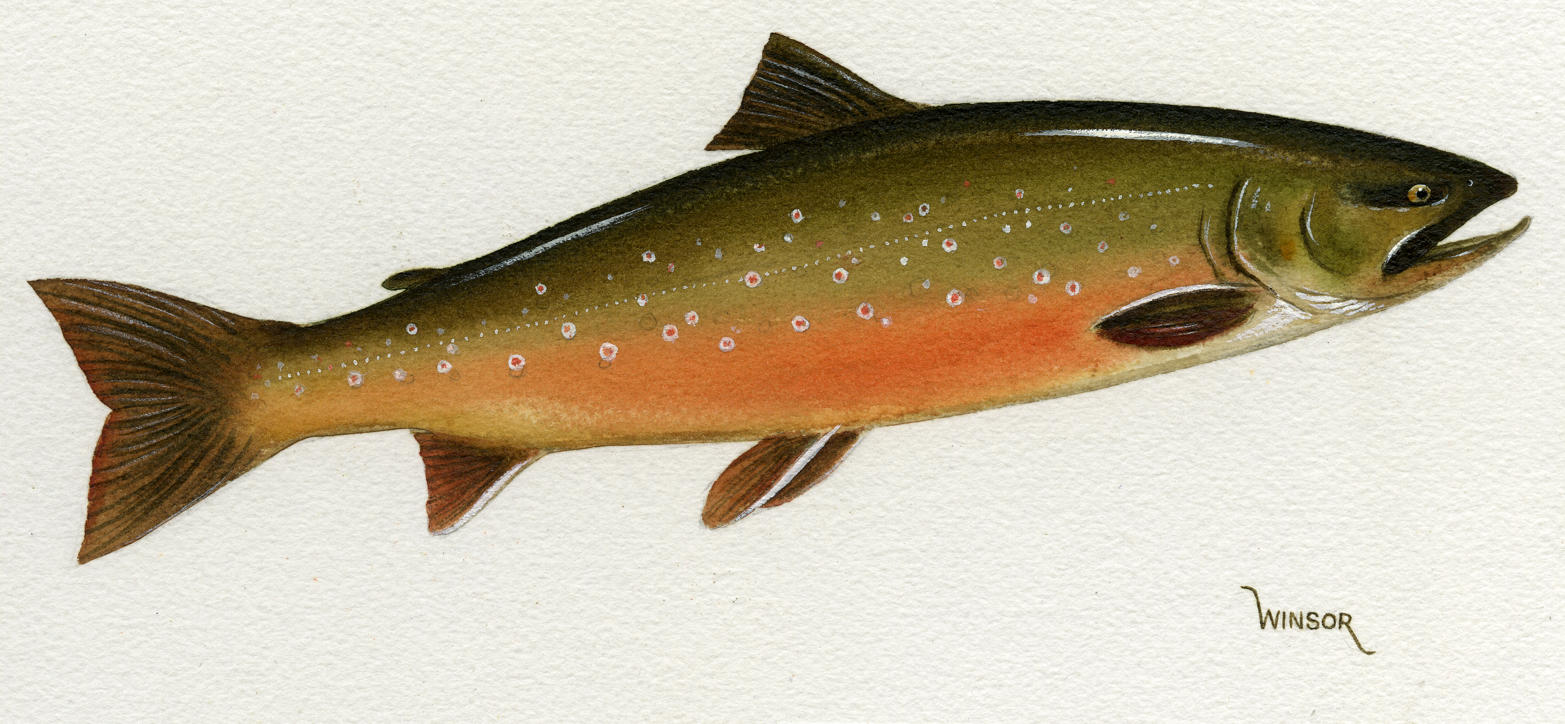 drawing of a medium sized green and orange colored fish