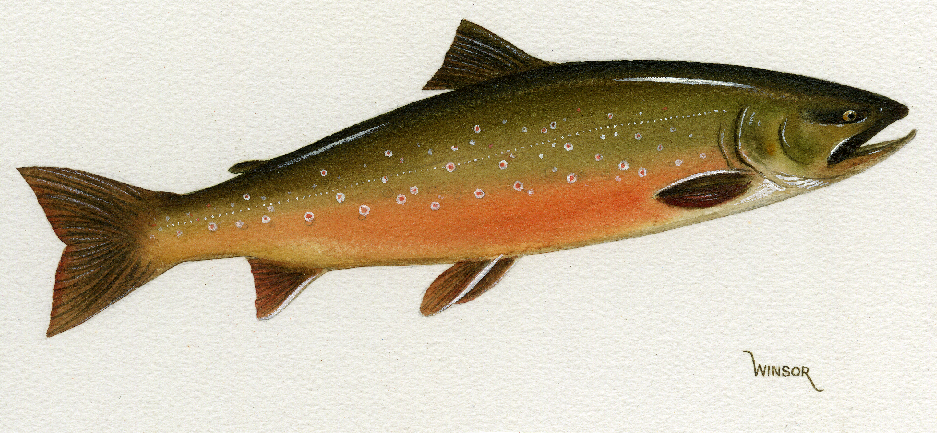 drawing of a medium sized green and orange colored fish