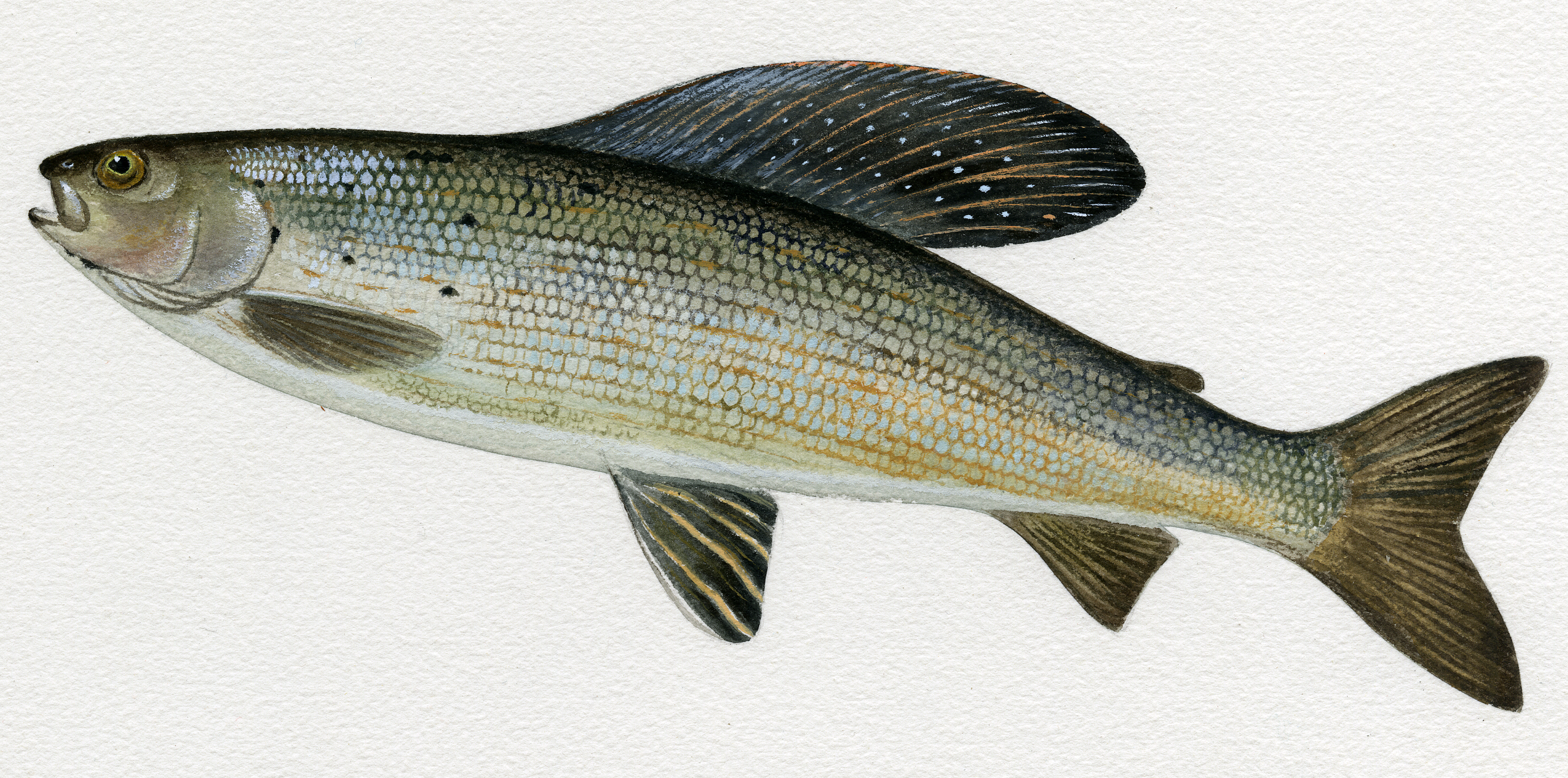 drawing of a speckled green, brown, and yellow fish