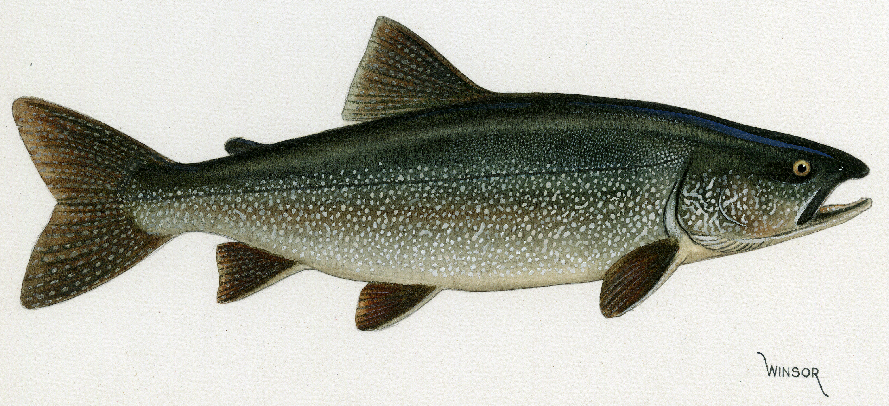 drawing on a white background of a white-speckled greenish brown fish with 3 fins on the bottom, 1 fin on the top, and a tailfin