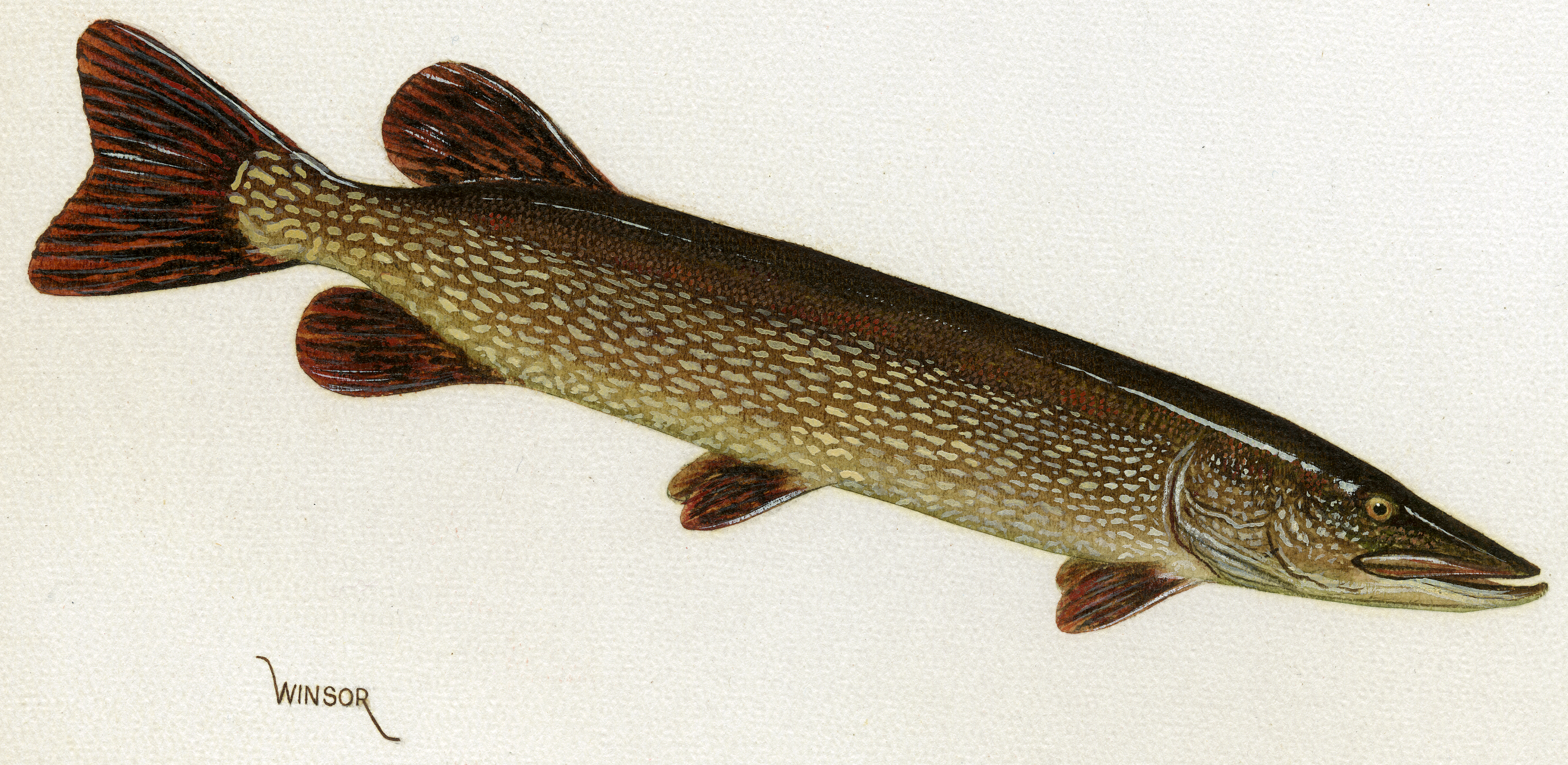 Drawing on a white background of a yellow speckled brownish-green long and narrow fish, with 3 fins on the bottom, 1 fin on top back and a tail fin