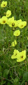 Yellow arctic poppies amongst tundra vegetation. Yellow arctic poppies amongst tundra vegetation.