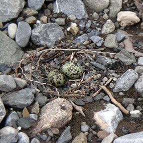 Arctic tern nest hidden on a gravel bar.