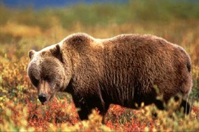 Grizzly bear in fall tundra