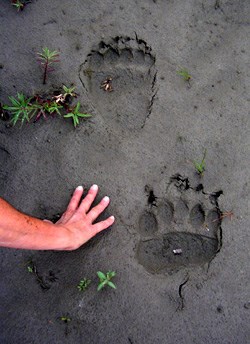 Big grizzly bear tracks in sand