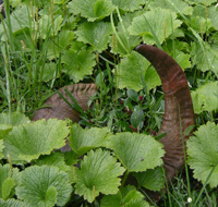 A Dall sheep ram horn lies among bright green vegetation A Dall sheep ram horn lies among bright green vegetation