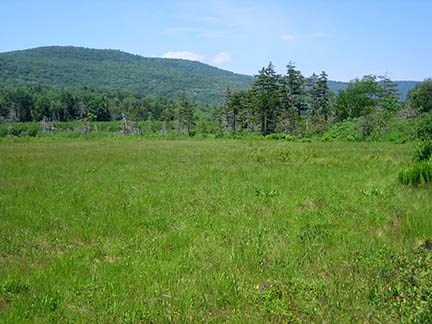 open bog with pine trees