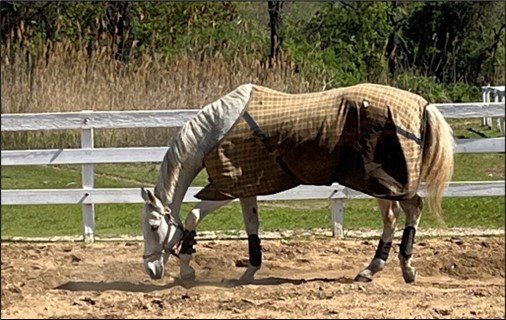 Horse in paddock covered with horse blanket