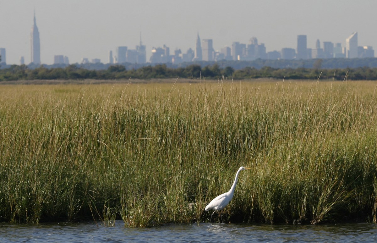 Egret with city skyline in background