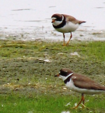 Jamaica Bay is a vital stopover for many shorebirds during annual migrations.