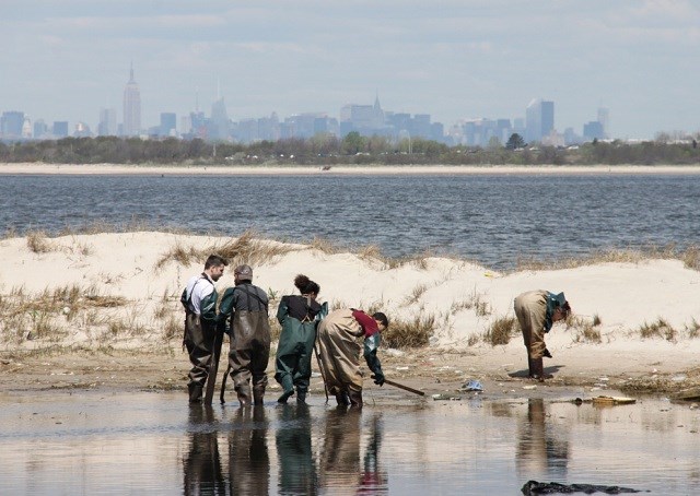 Volunteers from Bloomberg L.P. and the American Littoral Society clean a salt marsh debris at Gateway National Recreation Area. Volunteers from Bloomberg L.P. and the American Littoral Society clean a salt marsh debris at Gateway National Recreation Area.