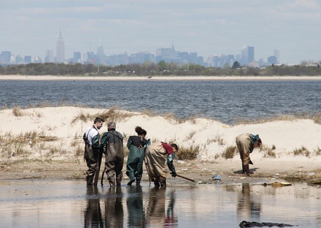 Volunteers from Bloomberg L.P. and the American Littoral Society clean a salt marsh debris at Gateway National Recreation Area.