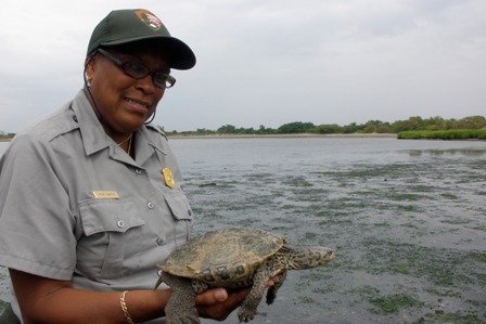 Teacher-Ranger Nena Shaheen returns a diamondback terrapin to its home in Jamaica Bay.