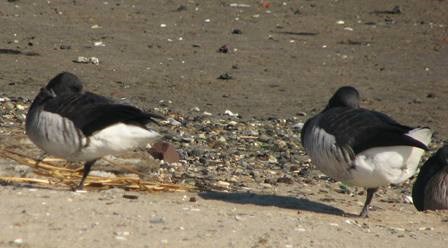 brant geese