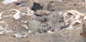 A piping plover nest at Jamaica Bay.