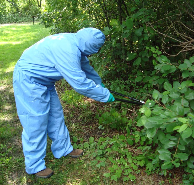 Renay cuts poison ivy