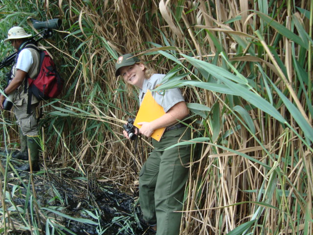 Renay dwarfed by spartina
