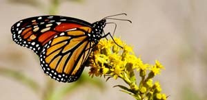 A monarch butterfly at Great Kills Park on Staten Island.