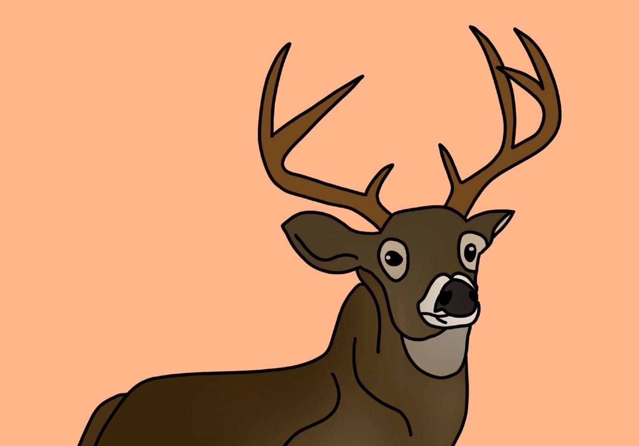 Drawing of deer