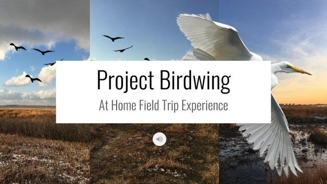 Project Birdwing Virtual Experience graphic