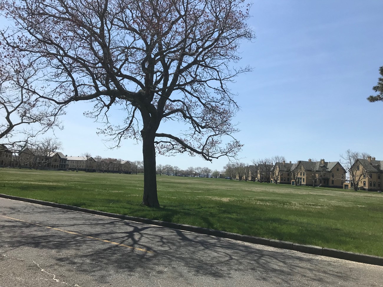 Line of trees against a parade ground and buildings