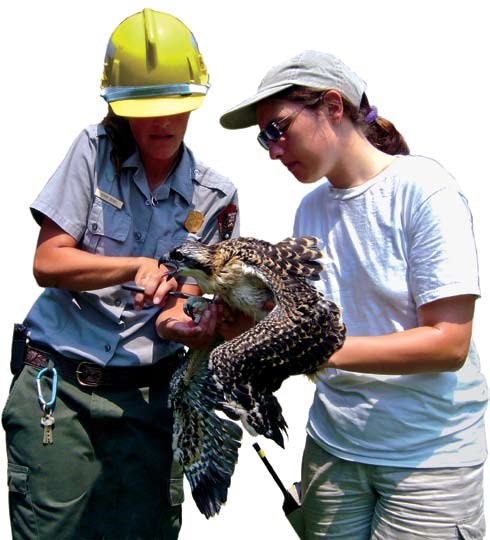 Rangers study the health of different populations of wildlife in the park, Gateway NRA.