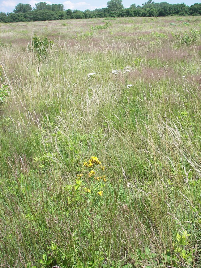 Grasslands differ from lawn environments by being composed of different species of often tall grasses that supply food, shelter and nesting habitat for many bird and insect species.