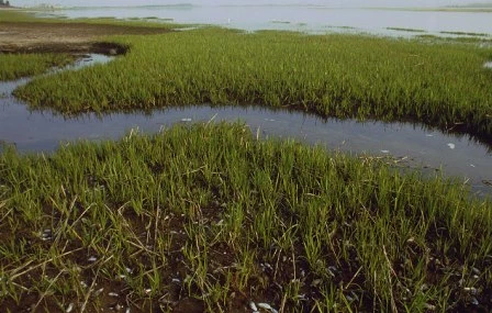 Salt marshes such as these play a key role in the water quality of Jamaica Bay.