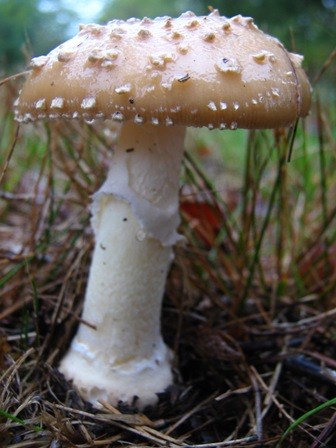 The beautiful but poisonous mushroom Amanita.