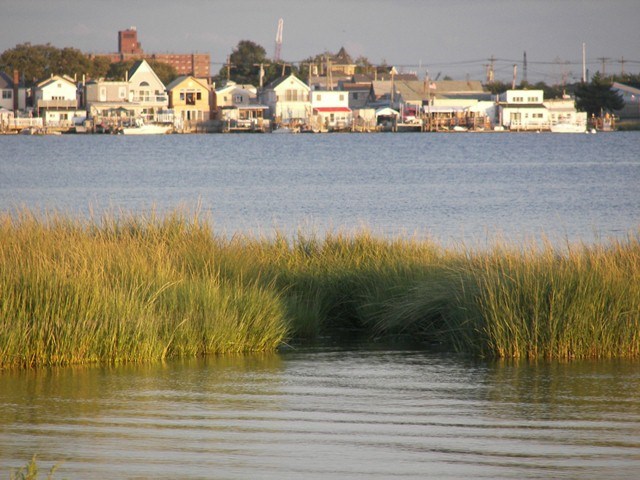 Marsh grasses provide several 'ecological services' including carbon sequestration, improved water quality, wave attenuation as well as increase biodiversity of local species by providing critical habitat.