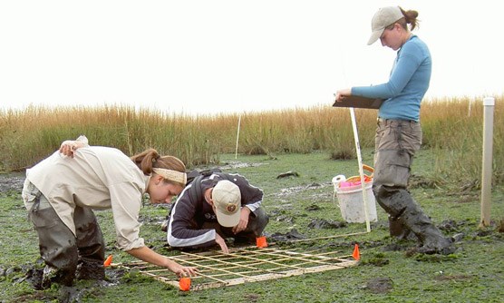 Student Conservation Association interns collecting data at Jamaica Bay's Big Egg Marsh. Student Conservation Association interns collecting data at Jamaica Bay's Big Egg Marsh.