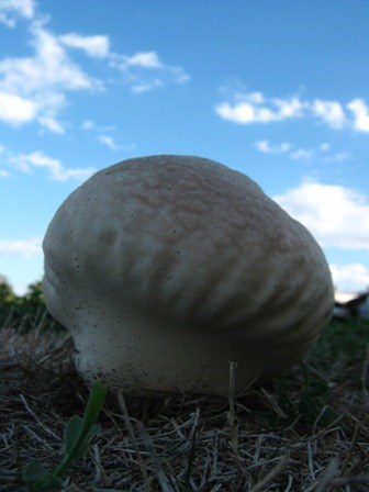 Calvatia cyathiformis