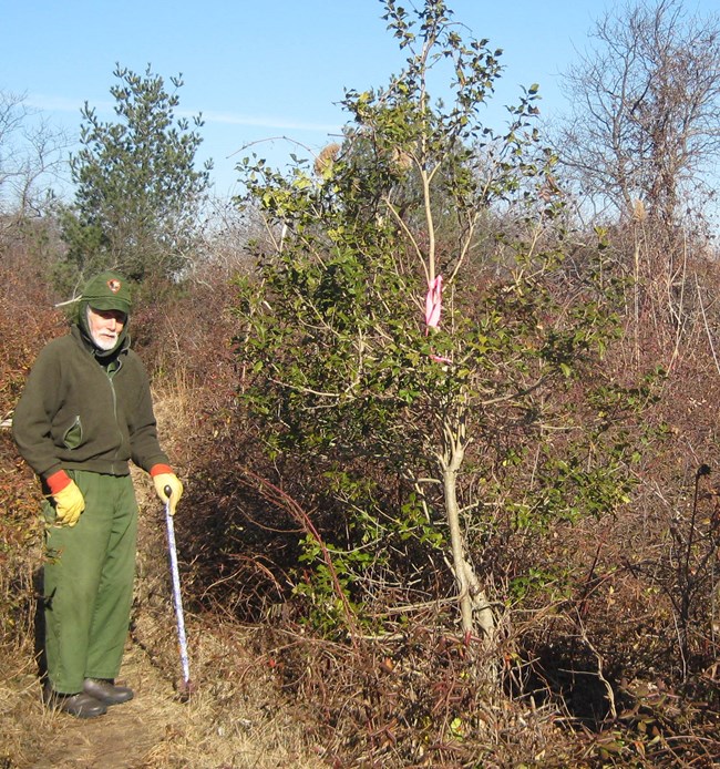 Threatened to be overtaken by invasive vines, older plantings like this have survived with much care taken in keeping them vine free.  Following the restoration, significantly less time will be required to maintain such plantings, giving new and old plantings alike a higher likelihood of survival.