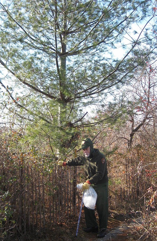 With the help of the restoration project, native trees such as this White Pine from a previous planting project, will be able to thrive without much help from staff or volunteers.