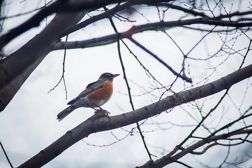 Bird with orange-red breast in a tree