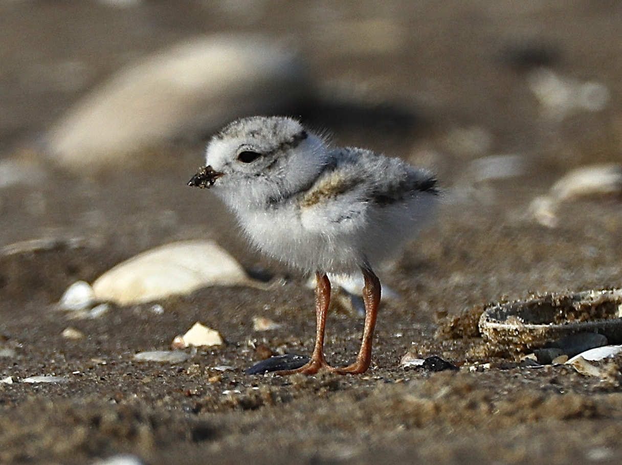 Chick on sand
