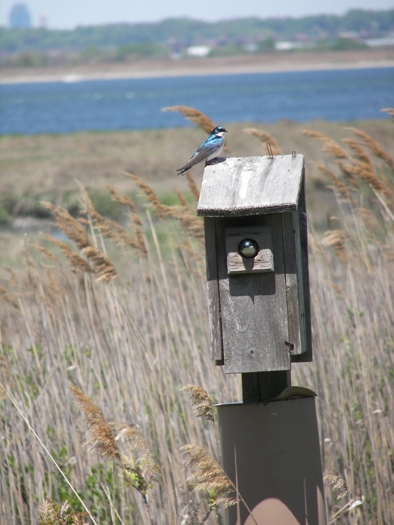 Iridescent blue and white bird in bird box