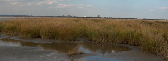 The marshes of Jamaica Bay have been disappearing at an alarming rate.  By exploring best practices for restoration the National Park Service and the City of New York hope to improve the resilience of the Bay.