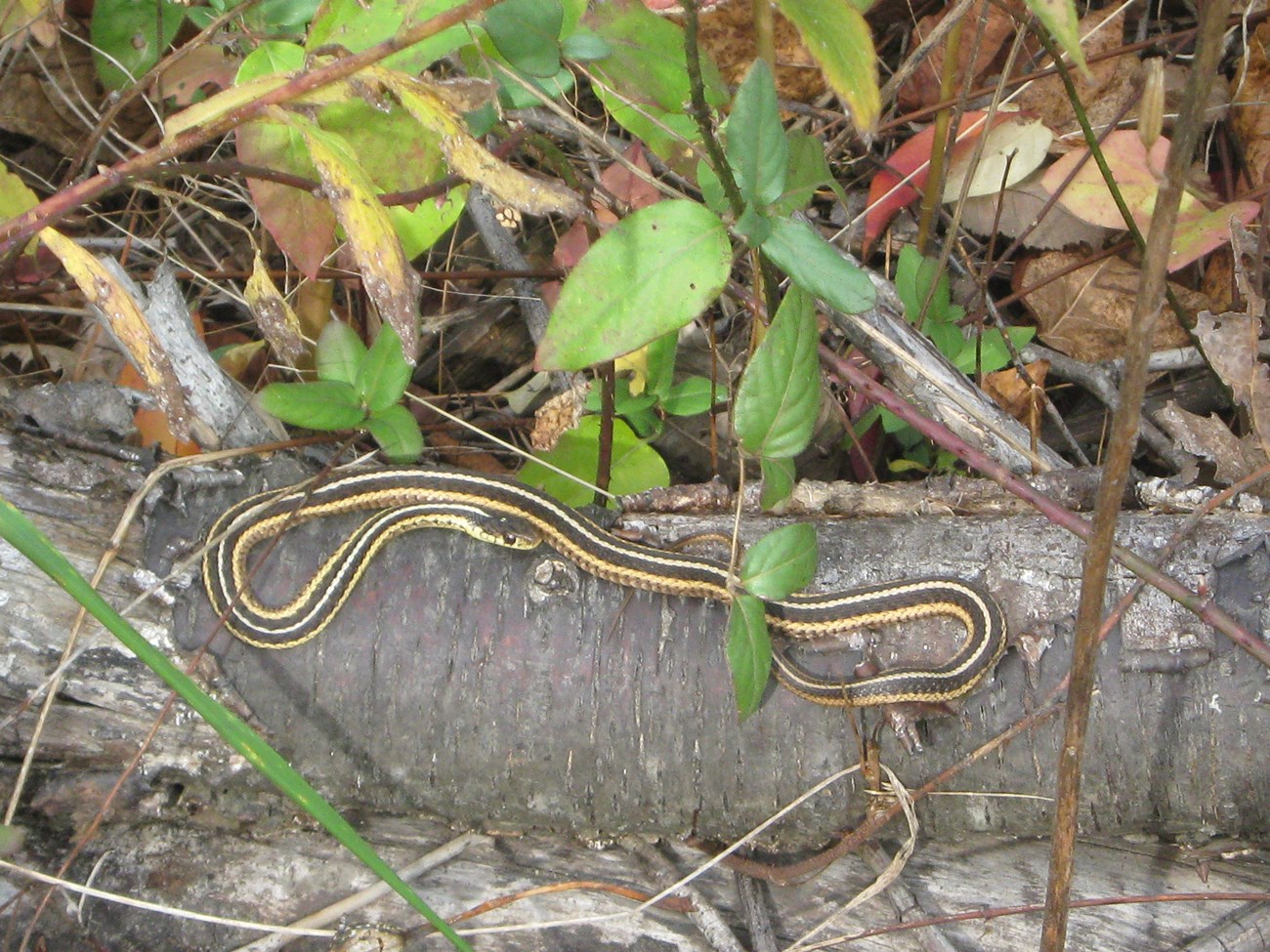 An eastern garter snake basks on a log to stay warm.