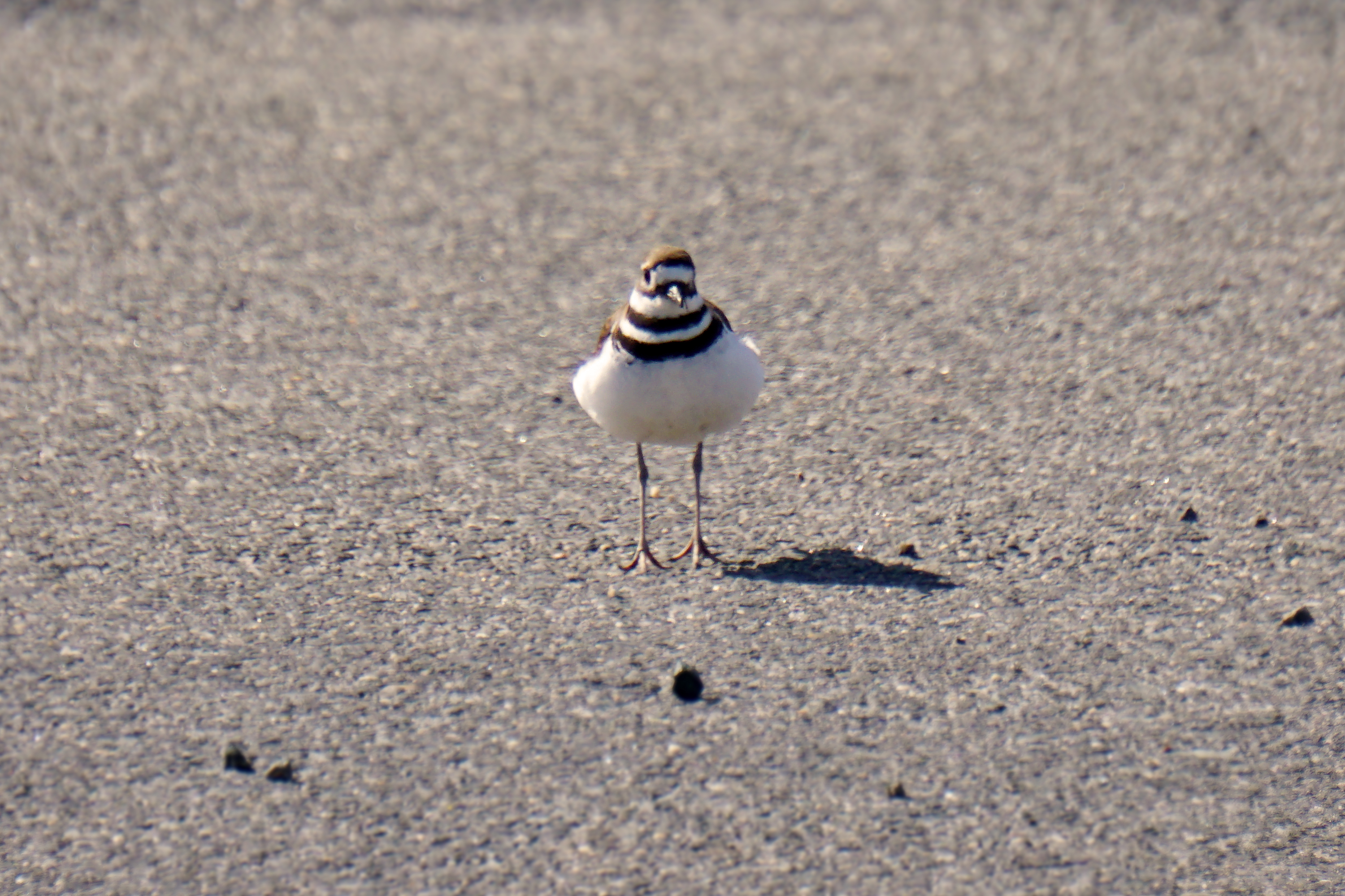 Killdeer Range Killdeer - Gateway National Recreation Area (U.S. National Park Service)